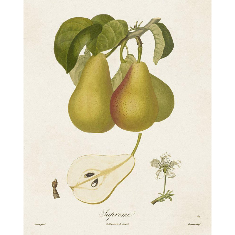 August August® de Langlois, reproduction d'art sur toile tendue: Vintage Pears V, H 18 po x l 15 po