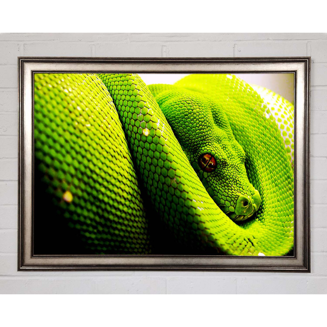 Green Snake Huddle - Einzelner Bilderrahmen Kunstdrucke