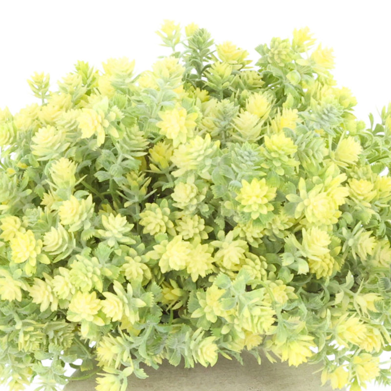 Sedum Bush dans un vase Fiberstone