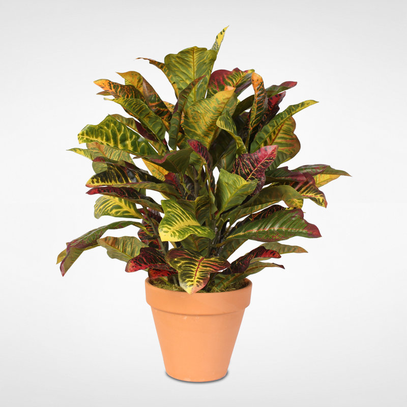 Doublure de plancher en pot croton