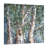 " Eucalyptus Tree Trunks "-1870262874