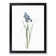 Iris Pratensis by Pierre-Joseph Redoute - Single Picture Frame Painting