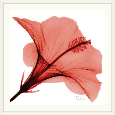 «Manigault», Hibiscus X-Ray par Kiranjit, reproduction de photo