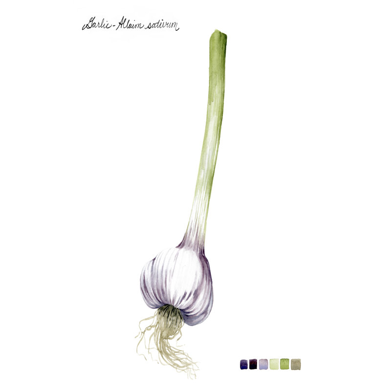 Root Vegetable I by Grace Popp - Wrapped Canvas Print, 30cm H x 20cm W x 3.8cm D	