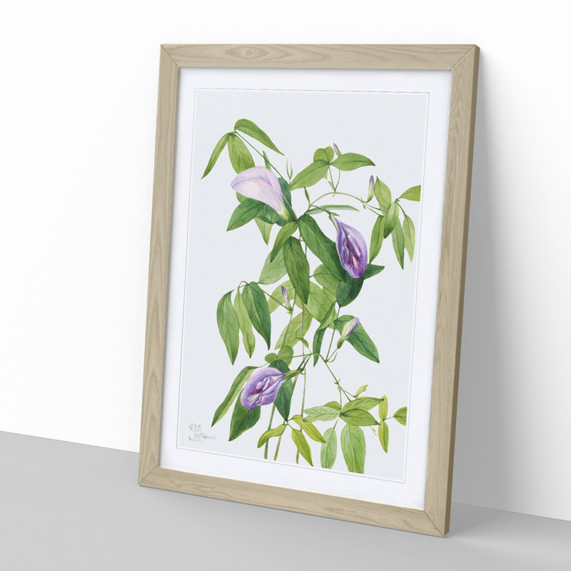 Butterfly Pea by Mary Vaux Walcott - Picture Frame Painting, Oak Framed, 48cm H x 36cm W x 2cm D