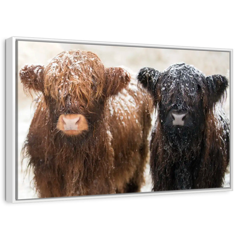 Poilu Highland Cows, Cadre flottant blanc, 37 po x 25 po