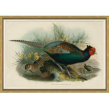 Pheasants From Gould's Birds Of Australia 18 Giclee Print by John Gould