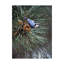 «Nuthatch On Pine Cone» par Etelca, impression sur toile tendue-27651691