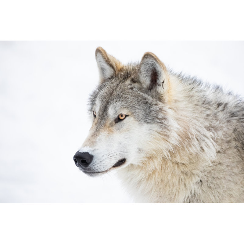Grey Wolf by Kencanning - Wrapped Canvas Print, 20cm H x 30cm W x 3.8cm D