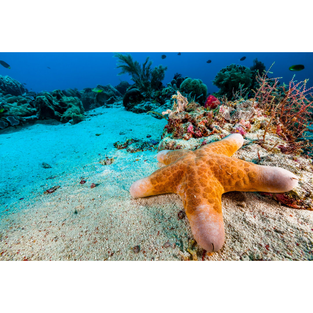 Granulierter Seestern Choriaster von Ifish - Druck auf Leinwand ohne Rahmen