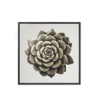 Gold Succulent B Print