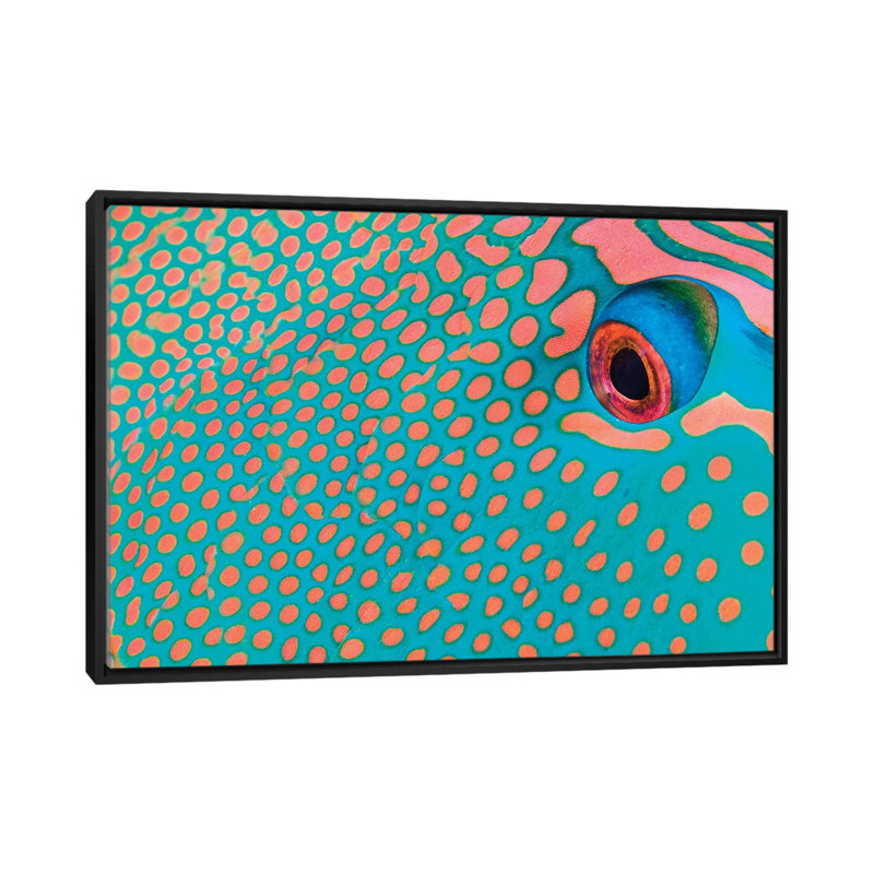 " Extreme Close-Up Of The Pattern On A Bicolor Parrotfish, Indonesia " by VWPics, 18" H x 26" W x 1.5" D, Black Framed Canvas