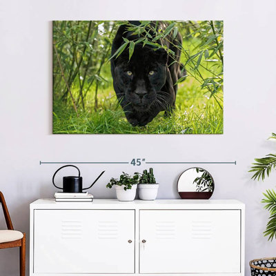 Brampt Lurking Black Jaguar