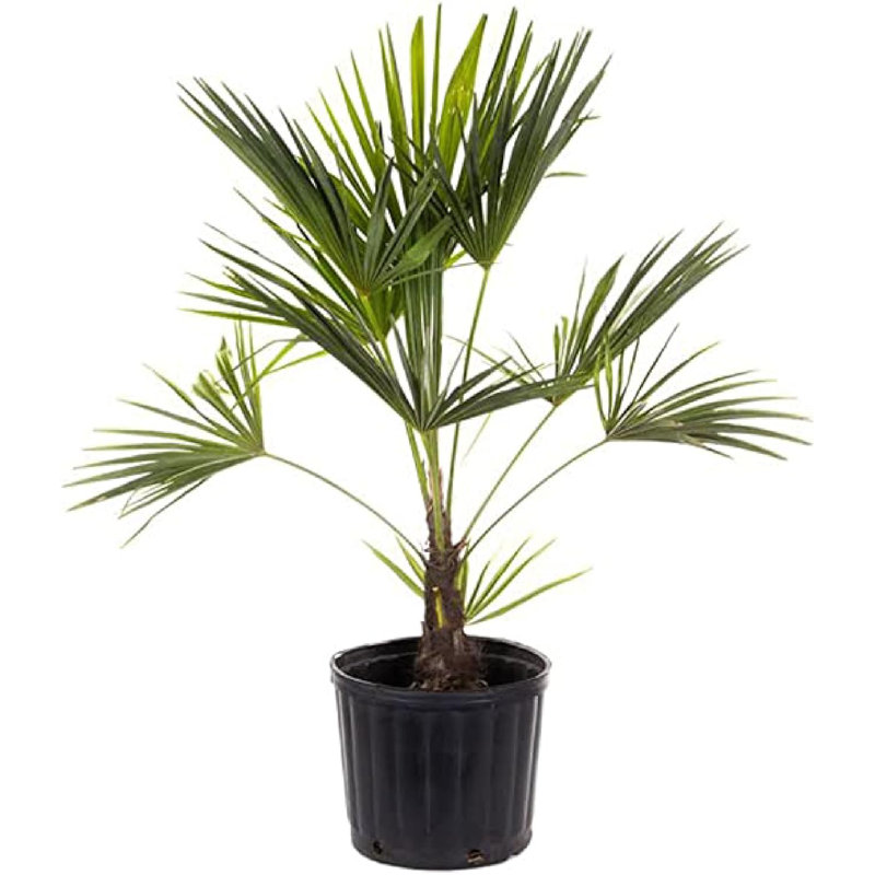 American Plant Exchange Windmill Palm Tree, 10-Inch Pot, Cold-Hardy Landscape Plant, Withstands Down to Zero Degrees F