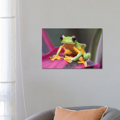 Gliding Leaf Frog Portrait, Costa Rica by Tim Fitzharris - Wrapped Canvas Print