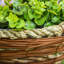Lisianthus Hanging Basket Arrangement in Basket