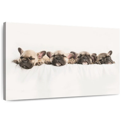 Brampt Napping French Bulldogs