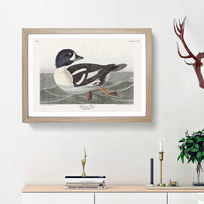 Golden-Eye Duck by John James Audubon - Picture Frame Art Print