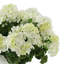UV Protected Geranium Arrangement-2871870-2871871