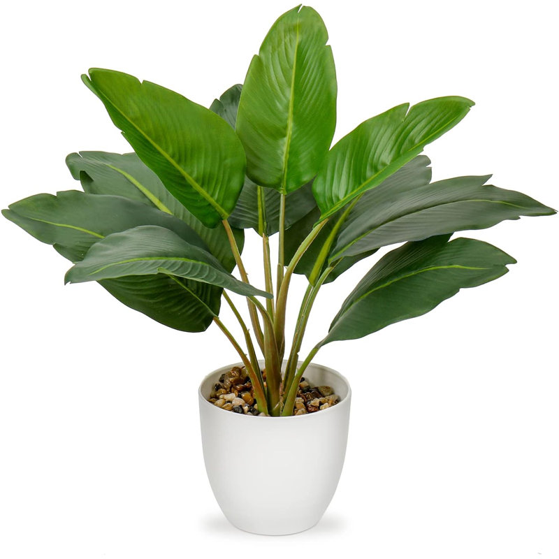 Plante de 4,7 po