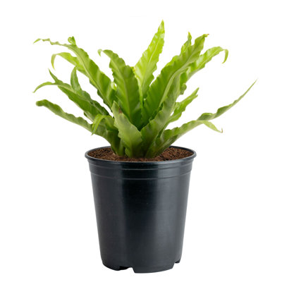 Bird''s Nest Fern in Nursery Pot