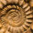 Fossil Ammonite - Wrapped Canvas Print-1898491187
