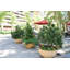 Fibreglass Planter