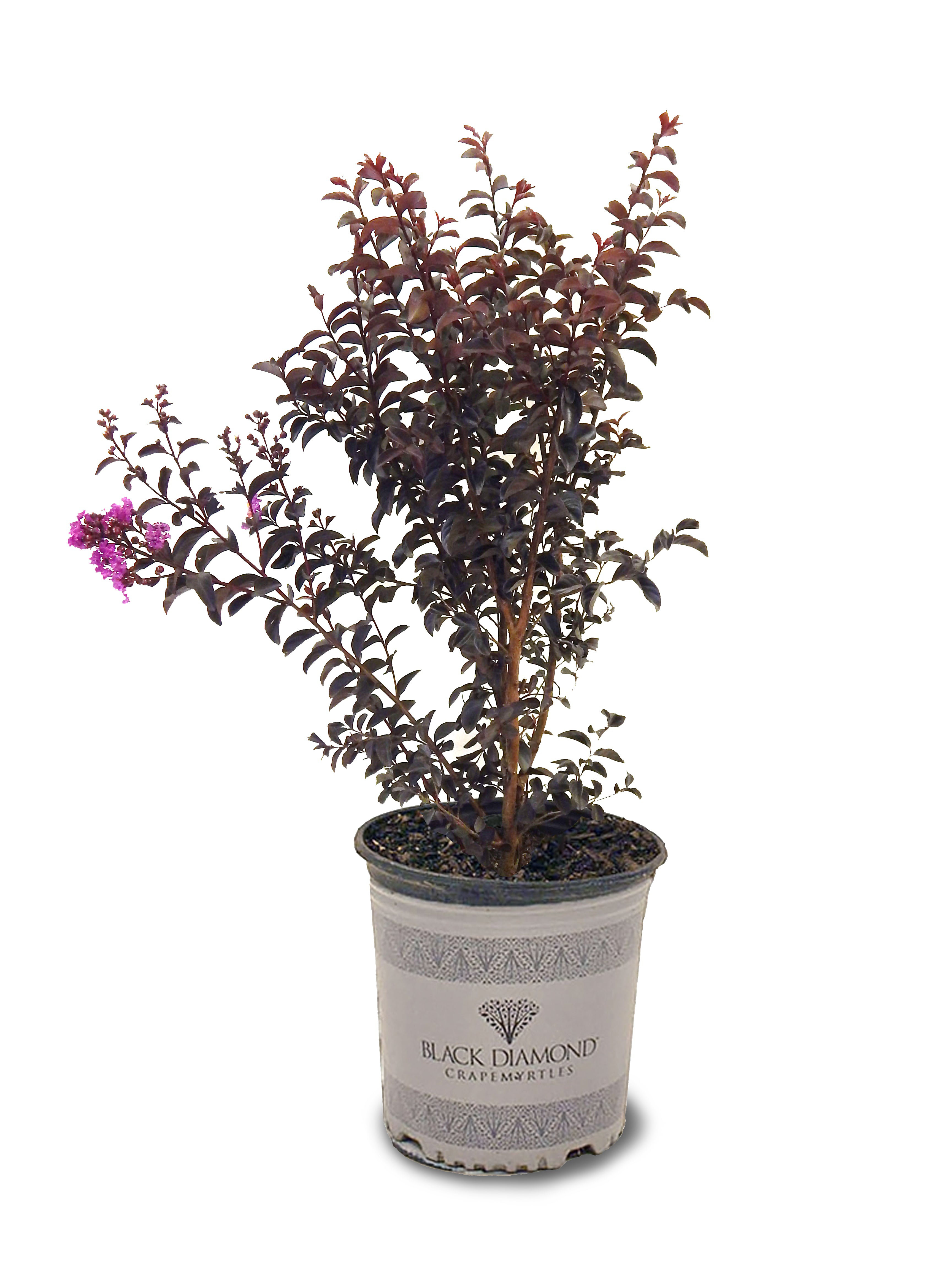 American Plant Exchange Flowering Trees Black Diamond Purely Purple 