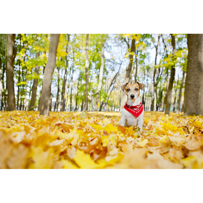Jack Russell Terrier by Fly_dragonfly - Wrapped Canvas Print, 20cm H x 30cm W