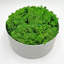 Mousse de renne préservée en vert émeraude-50091035