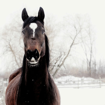 «Dark Horse» par Kevin Russ - photographie sur toile tendue