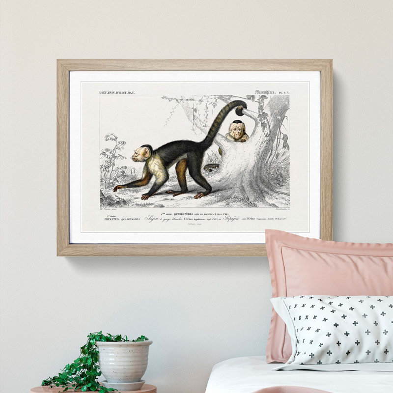 Capuchin Monkeys by Charles d'Orbigny - Picture Frame Painting Print, Oak Framed, 48cm H x 65cm W x 2cm D