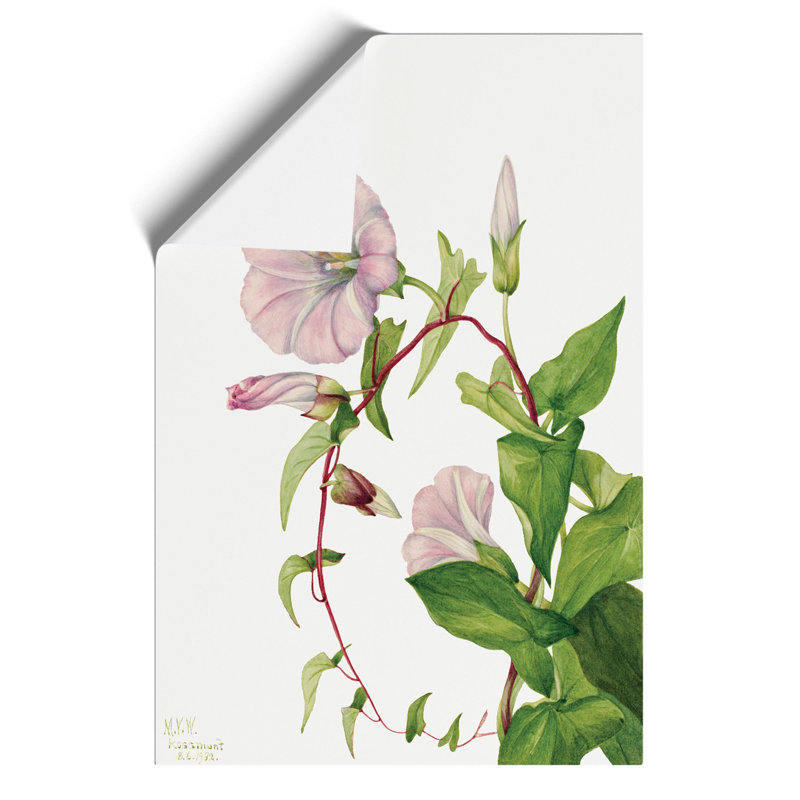Hedge Bindweed by Mary Vaux Walcott - No Frame Painting, 59cm H x 42cm W x 0.1cm D