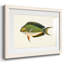 Collection de poissons tropicaux I-787608192-787608195