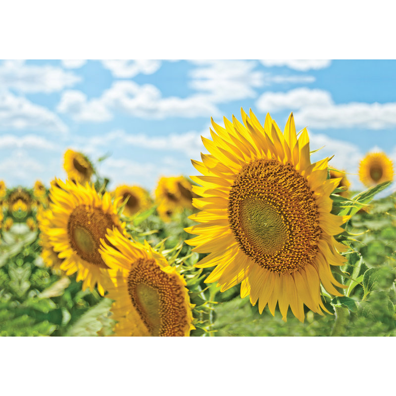 Up Closunflower - Photograph Print, 20 cm H x 30 cm W, Black Floater Framed