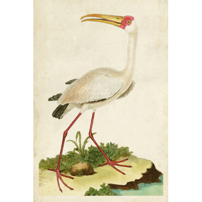 " Heron Portrait VII "
