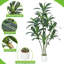 65cm Plant