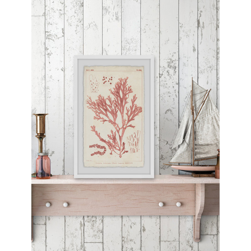 Corail antique, reproduction de photo encadrée sur papier, H 24 po x l 16 po x P 1,5 po, Cadre blanc