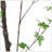 ARTIFICIAL DISC LEAF TREE-312654924