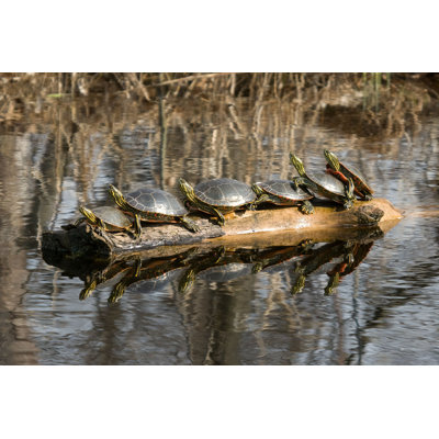 Tortues peintes de Northvale - photographie sur toile tendue