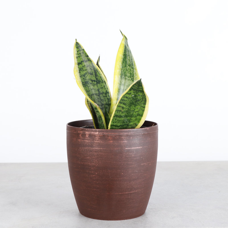 Live Laurentii Snake Plant in Classic Pot, Copper