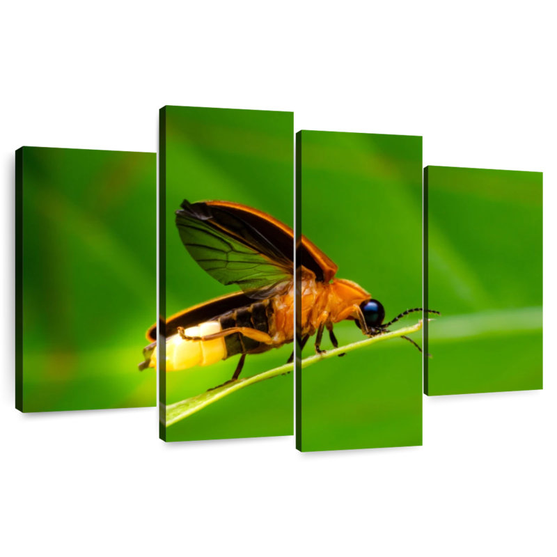 Brampt Firefly, 18" H x 30" W