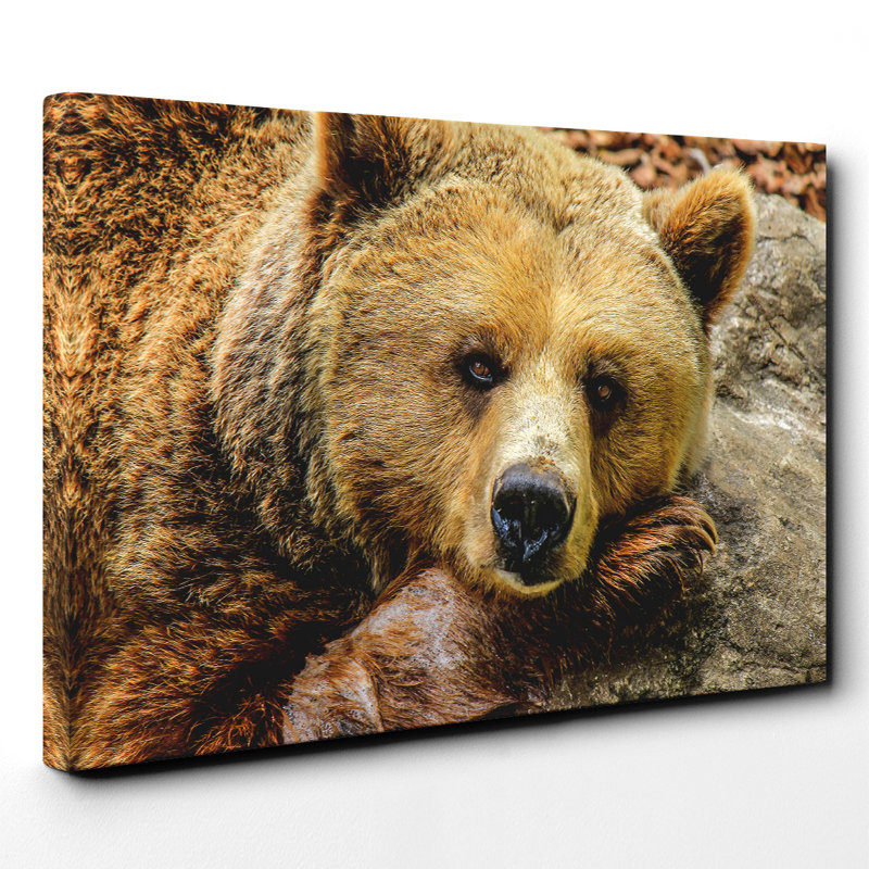 Grizzly Brown Bear Photographic - Wrapped Canvas, 35cm H x 50cm W