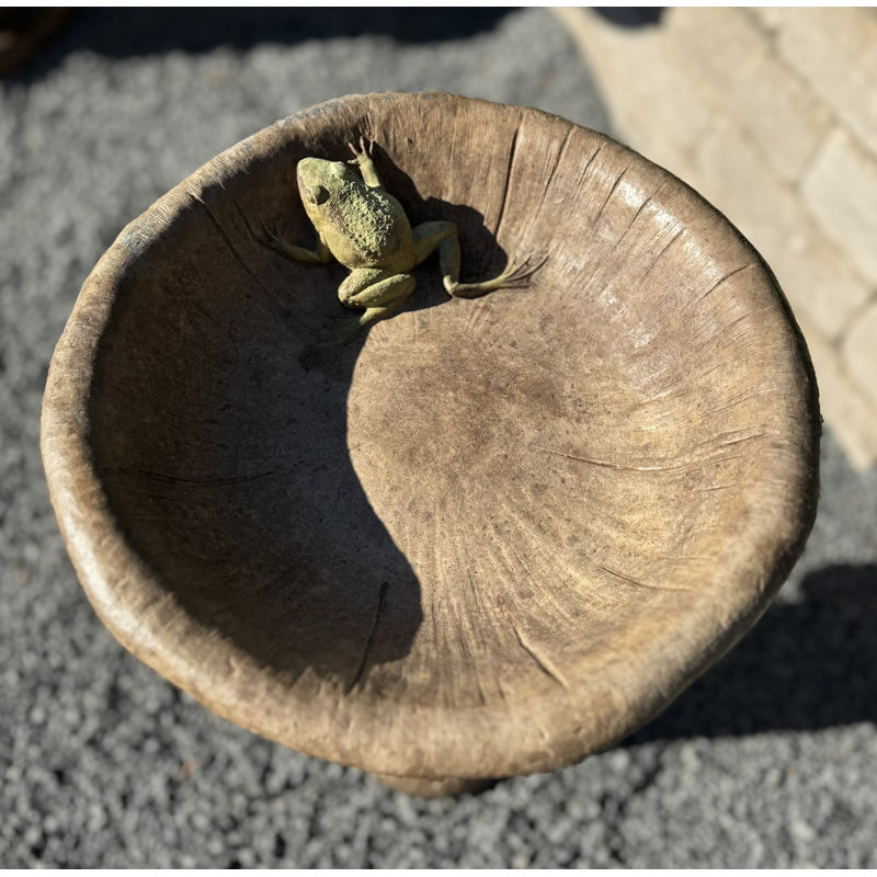 Bain d'oiseaux aux champignons