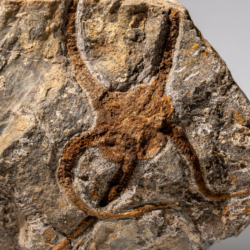 Étoile fossile véritable Ophiuroidea (2,35 lb)