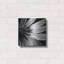 «Back Of Flower Bw» par Tom Quartermaine, art mural en métal-1589793706
