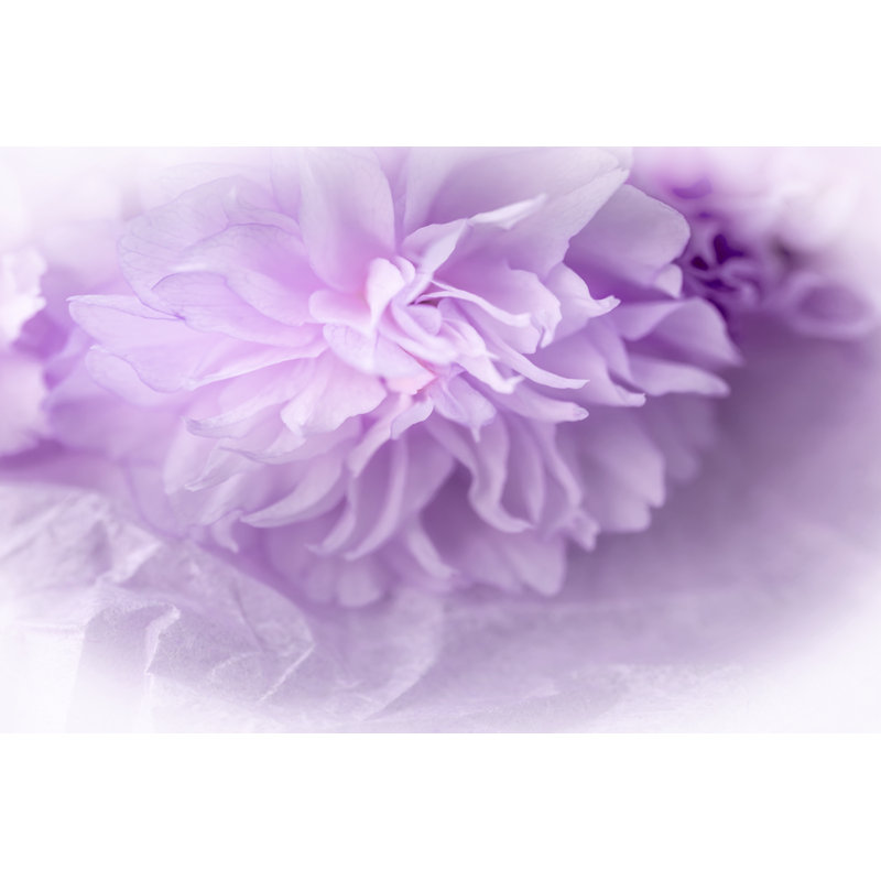 Dreamy Florals in Violet II by Eva Bane - Graphic Art, 51cm H x 76cm W, Wrapped Canvas