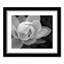 Arriya «Lily Close-Up I», impression encadrée