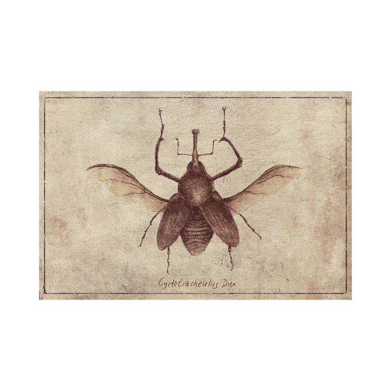 Mkb160-Cyrtotracheulus Dux 2, H 18 po x l 26 po x P 1,5 po