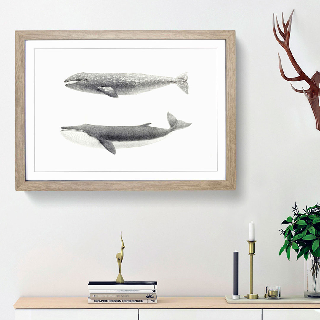 Californian Grey & Finback Whale by C.M. Scammon - Framed Print